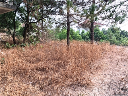 南航碧花园-阳台