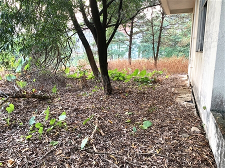 南航碧花园-景观