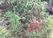 南航碧花园-景观