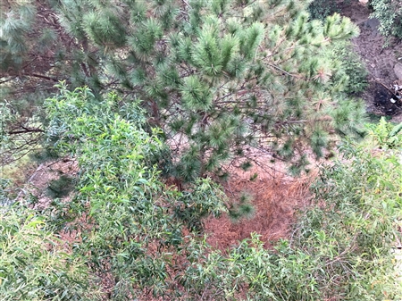 南航碧花园-景观