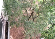 南航碧花园-景观