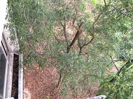 南航碧花园-景观