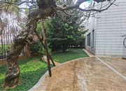 珠江花园别墅-入户花园